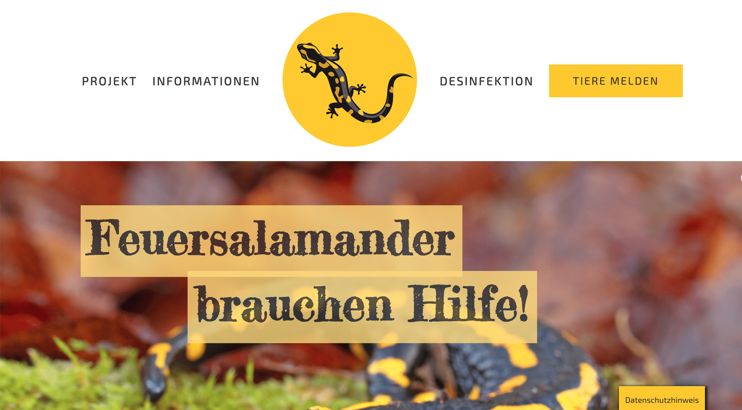 Feuersalamander_Website