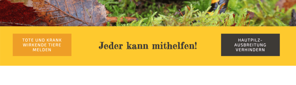 Feuersalamander_calltoaction